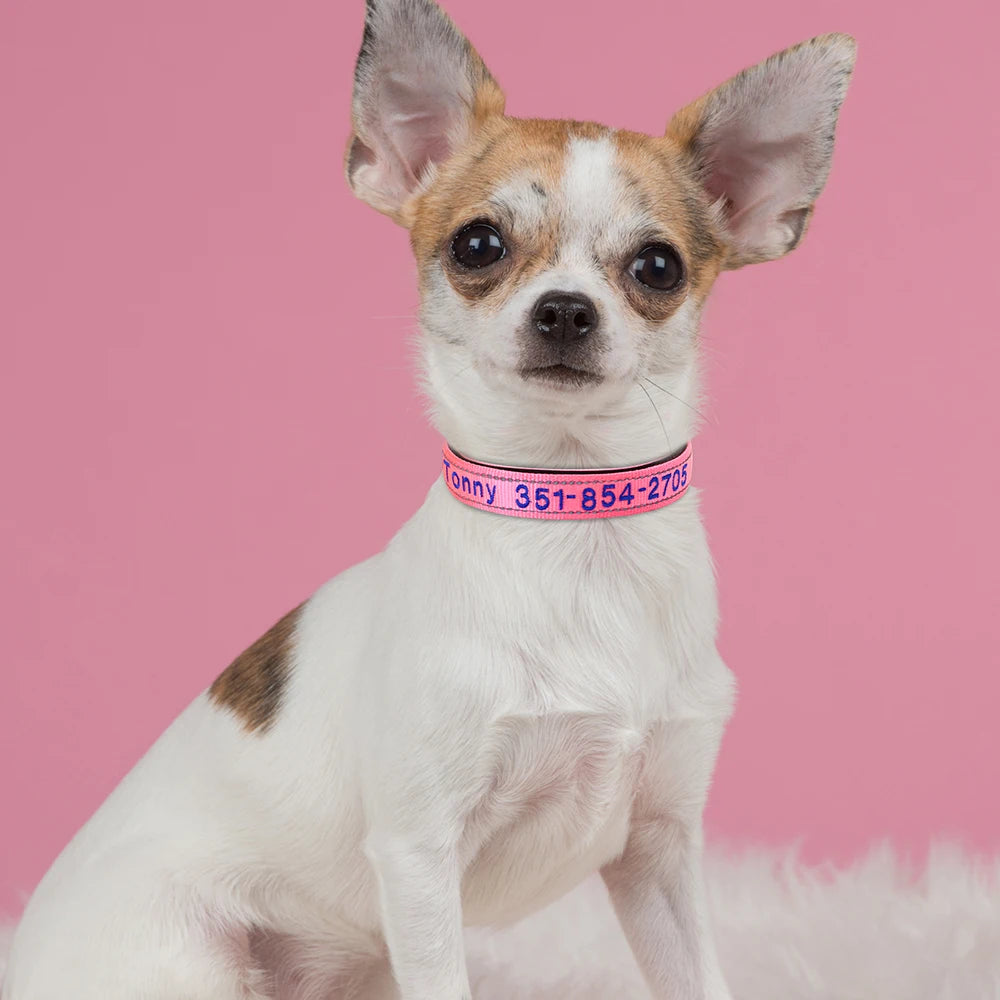 Personalized Embroidered Dog Collar – Custom, Comfortable & Built to Last
