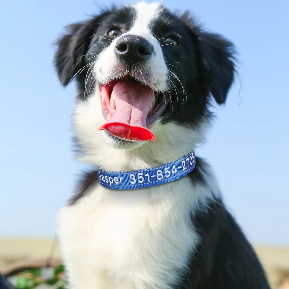 Personalized Embroidered Dog Collar – Custom, Comfortable & Built to Last